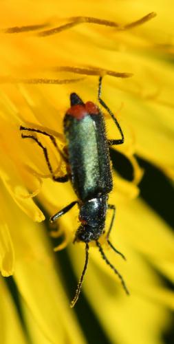 Malachius bipustulatus